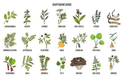ADAPTOGENS