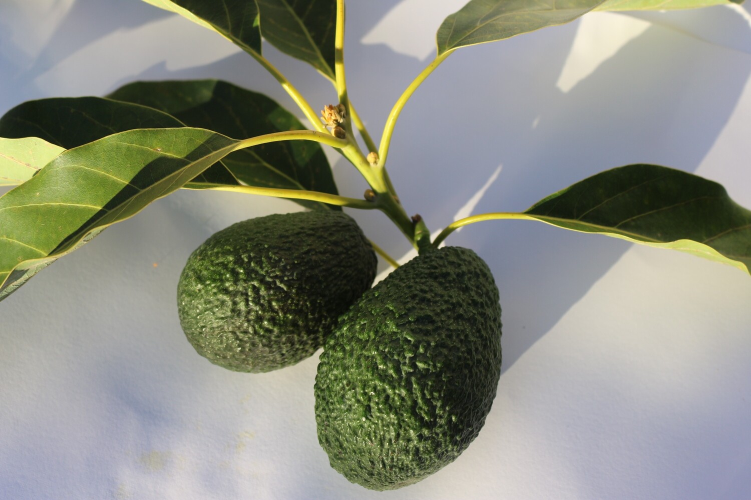 Avocado Hass (mittel, Stück)