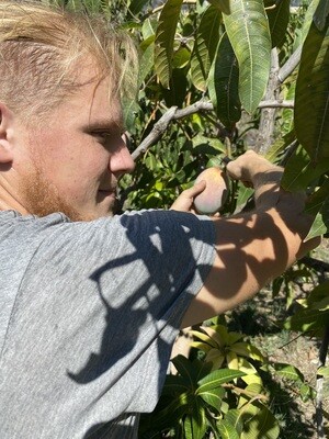 Mangobaum Patenschaft (6 kg)