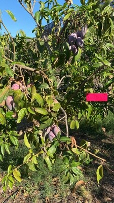 Mangobaum Patenschaft (6 kg)