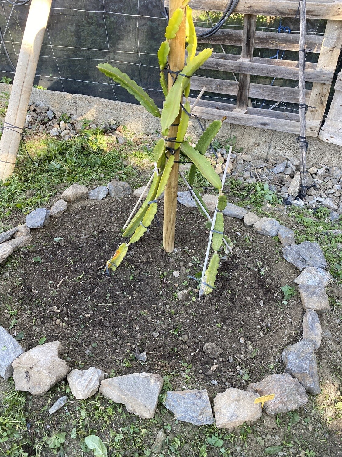 Pitahaya / Drachenfrucht Patenschaft (2,5kg)