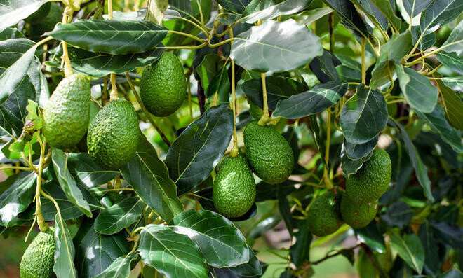 Avocado Patenschaft (4kg)
