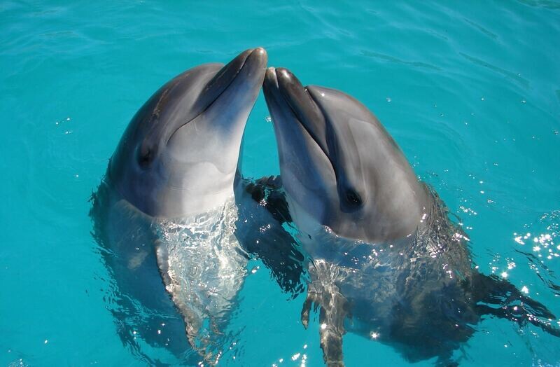 Initiation au REIKI des DAUPHINS