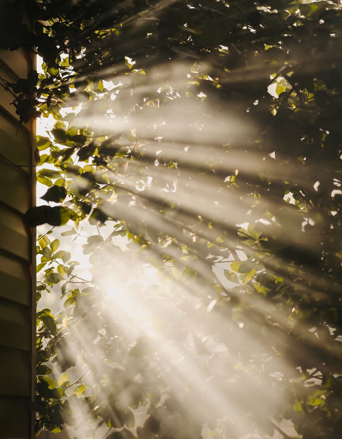 Manifestation du Succès du Travail de Lumière