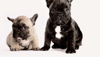 Animaux