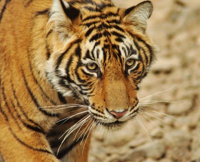 Le reiki du tigre