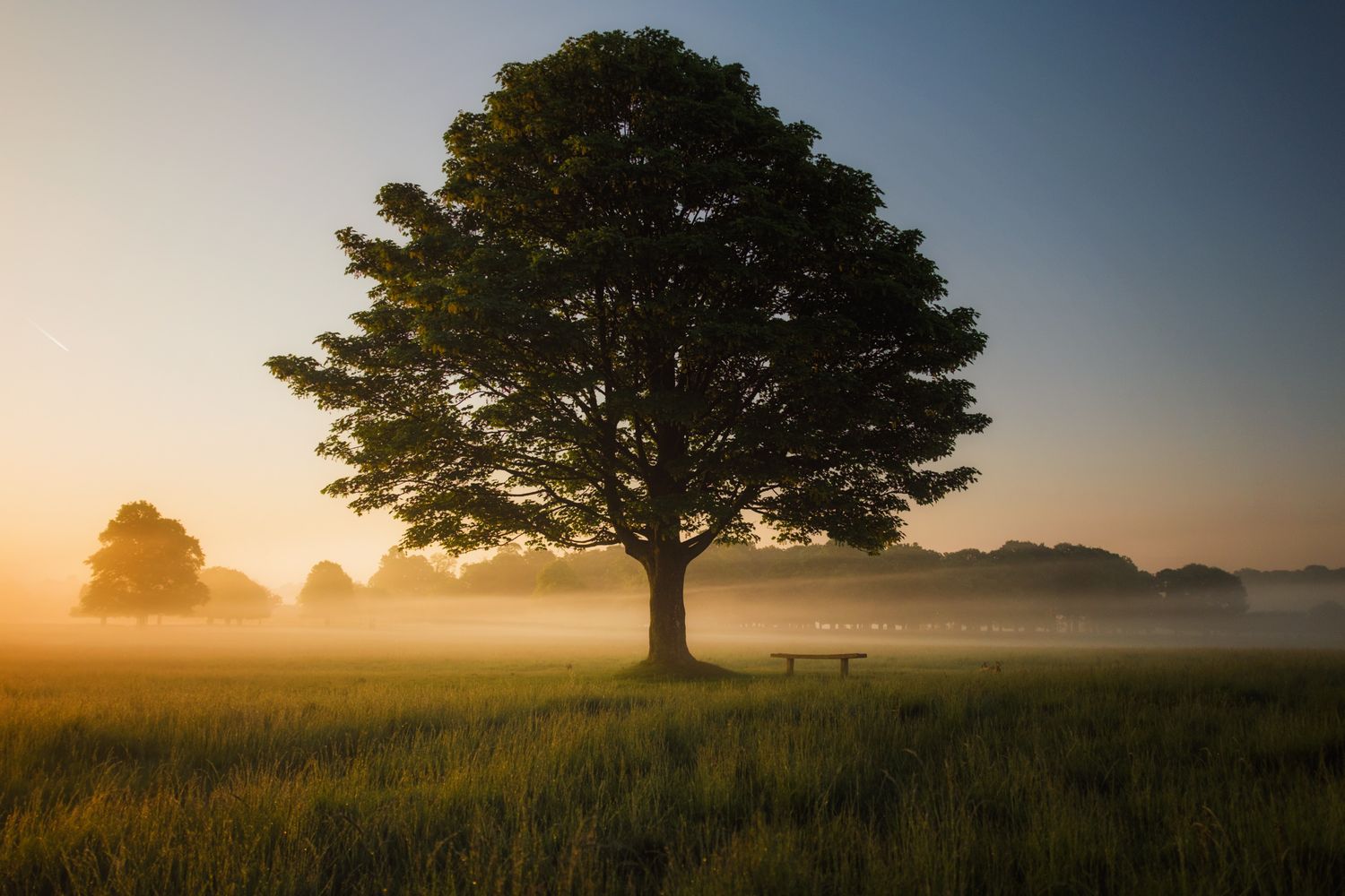 Le renforcement de L&#39;essence de l&#39;Arbre Magique