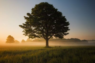 Le renforcement de L&#39;essence de l&#39;Arbre Magique