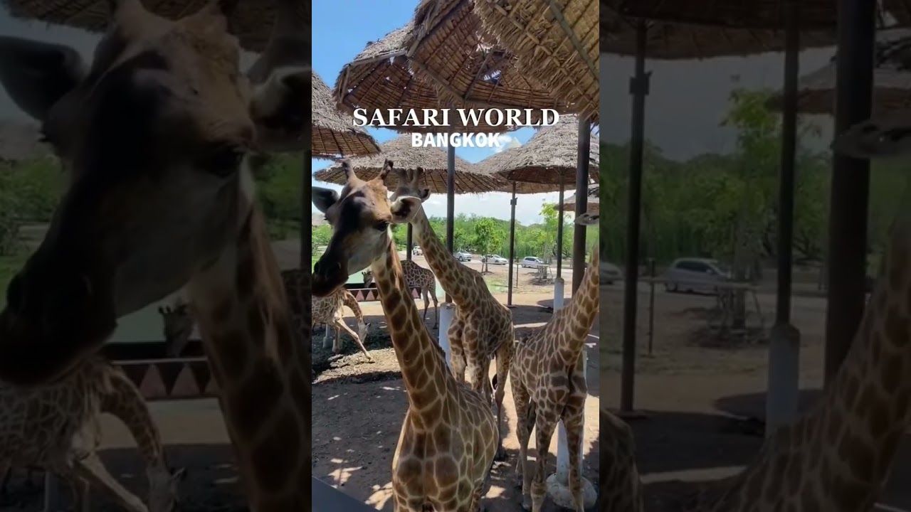 SAFARI WORLD + MARINE PARK (BKK)