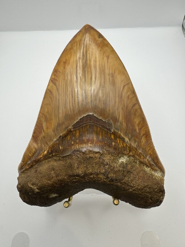 5.632” Flawless Orange and Brown Megalodon tooth fossil