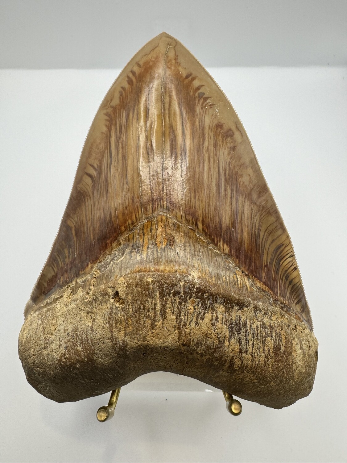 5.519” Flawless Orange and Brown Megalodon tooth fossil