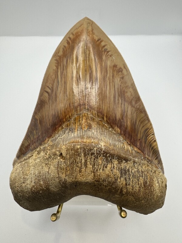 5.519” Flawless Orange and Brown Megalodon tooth fossil