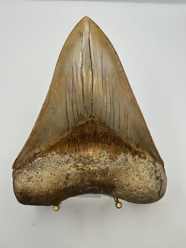 5.893” Spectacular Tan Megalodon tooth fossil