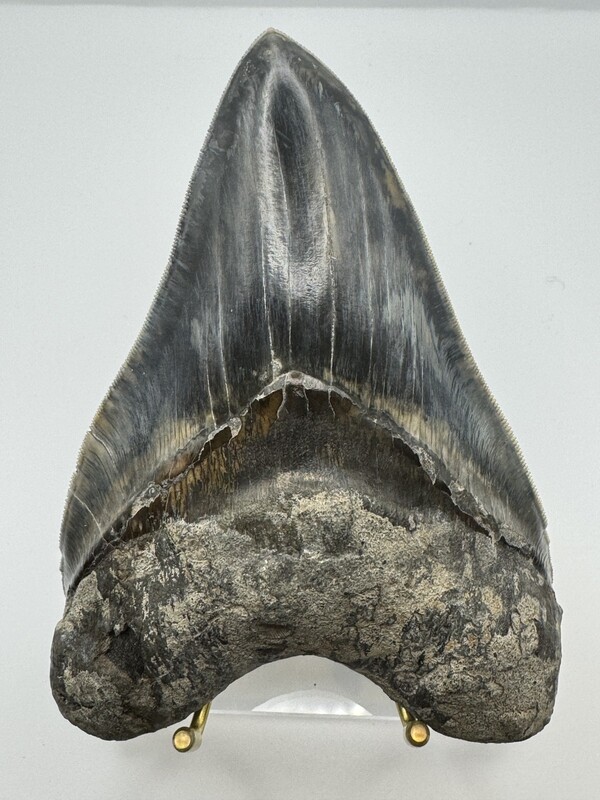 5.758” Flawless Black Megalodon tooth fossil - Rare Find