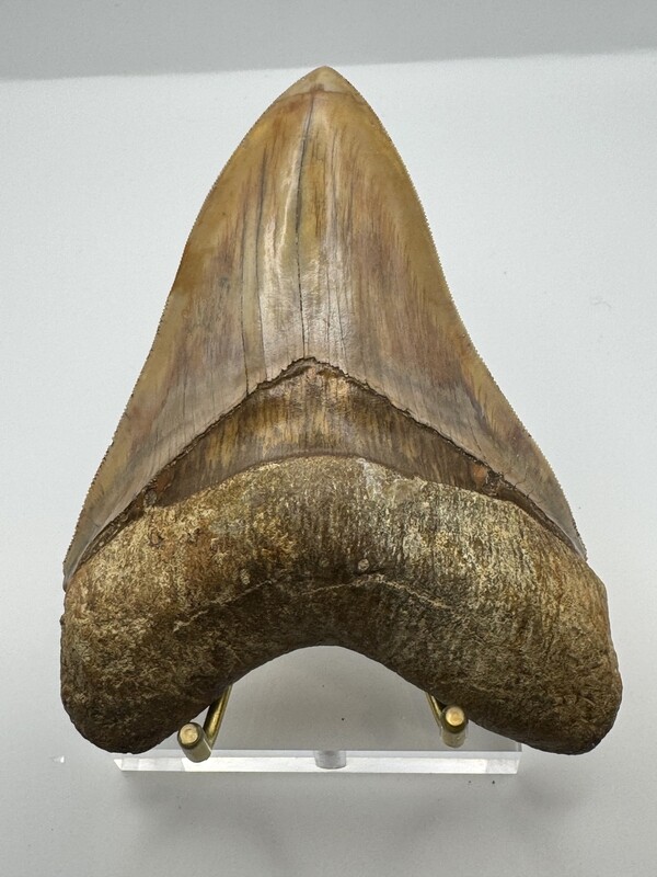 5.264” Near Flawless light brown Megalodon tooth fossil