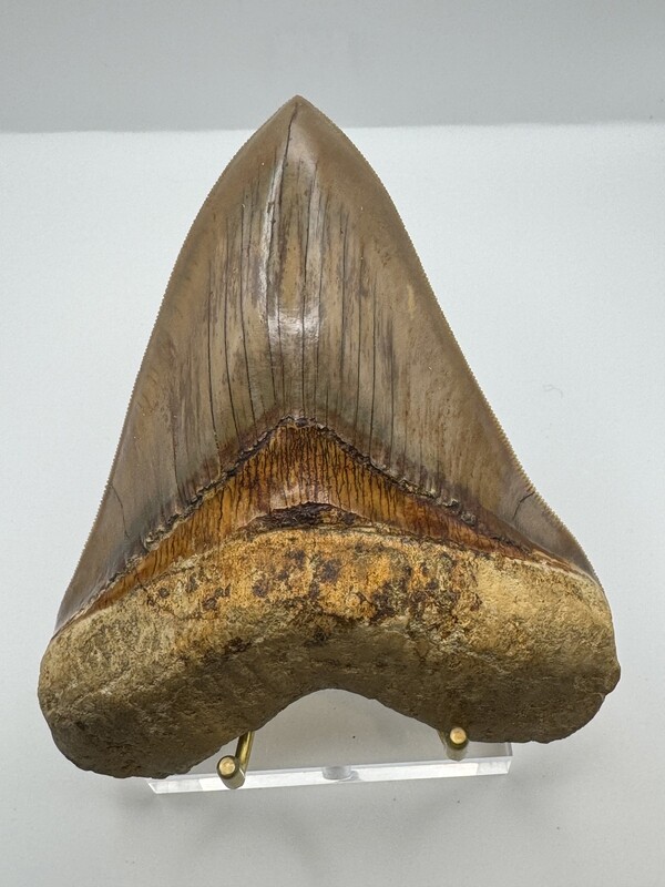5.789” Flawless beast of a Megalodon tooth fossil
