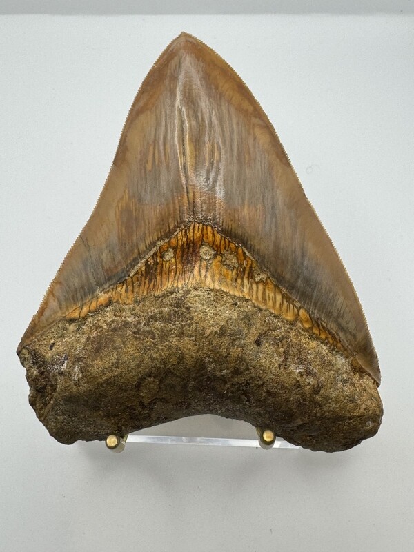 5.335” Near Flawless Brown & orange Megalodon tooth fossil