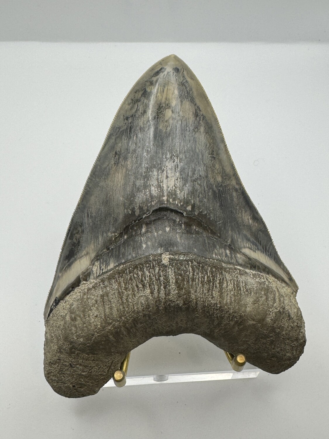 5.363" Megalodon Tooth fossil