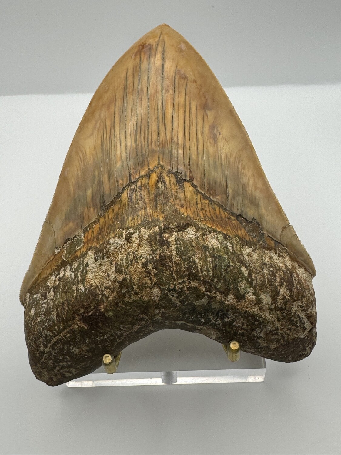 5.68" Spectacular Orange Megalodon tooth fossil