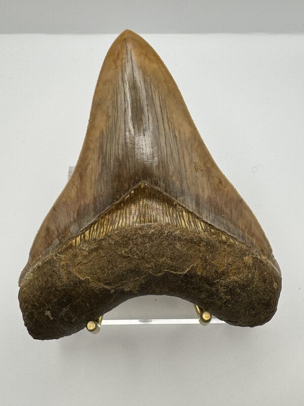 5.33” Flawless brown Megalodon tooth fossil