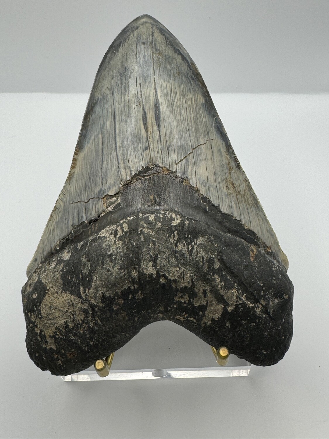 5.738" Pristine Dark Megalodon tooth fossil