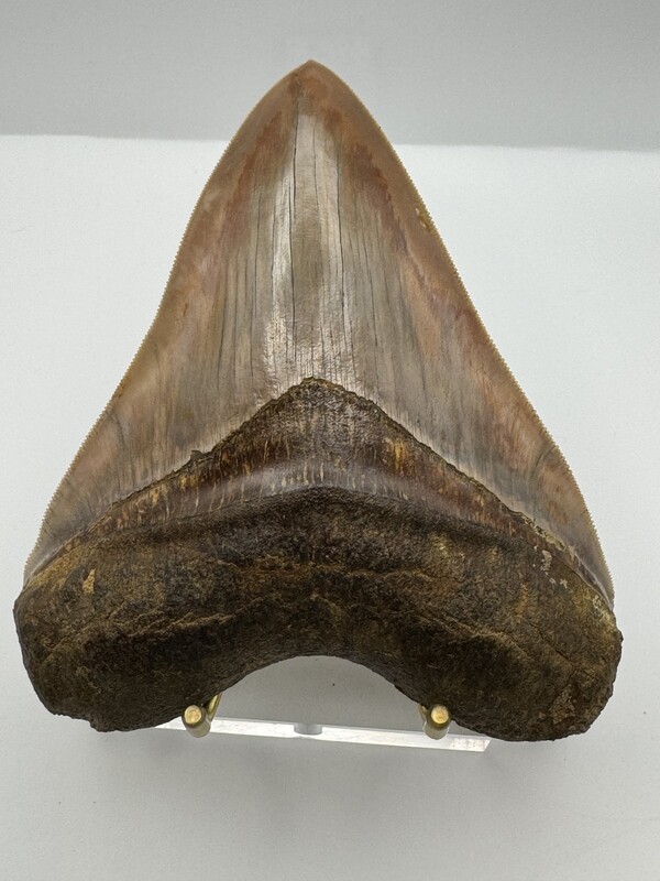 5.471” Flawless Gem Megalodon tooth fossil