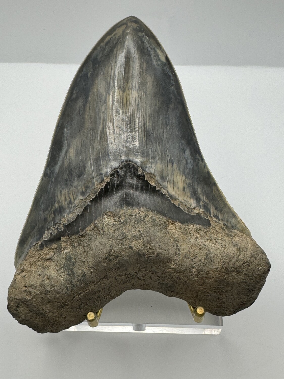 5.483" Megalodon Tooth fossil