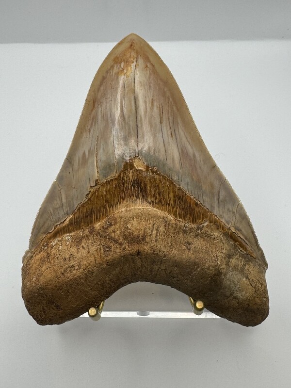 5.556” Near Flawless tan Megalodon tooth fossil