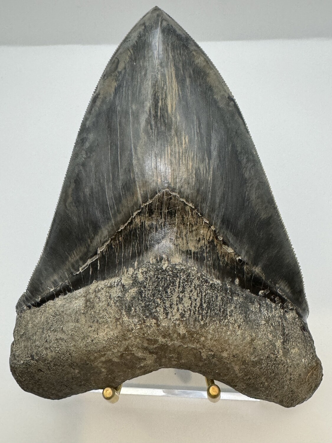 6.09" Masterpiece! Possibly best Megalodon tooth fossil on the planet