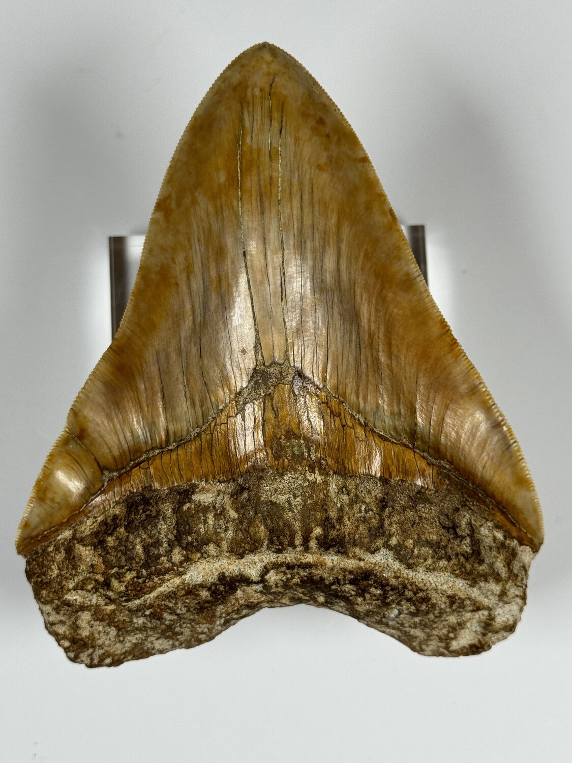 5.484” Near Flawless Orange Megalodon tooth fossil