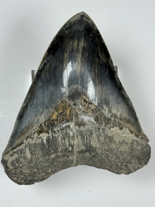 5.621” Pristine black Megalodon tooth fossil