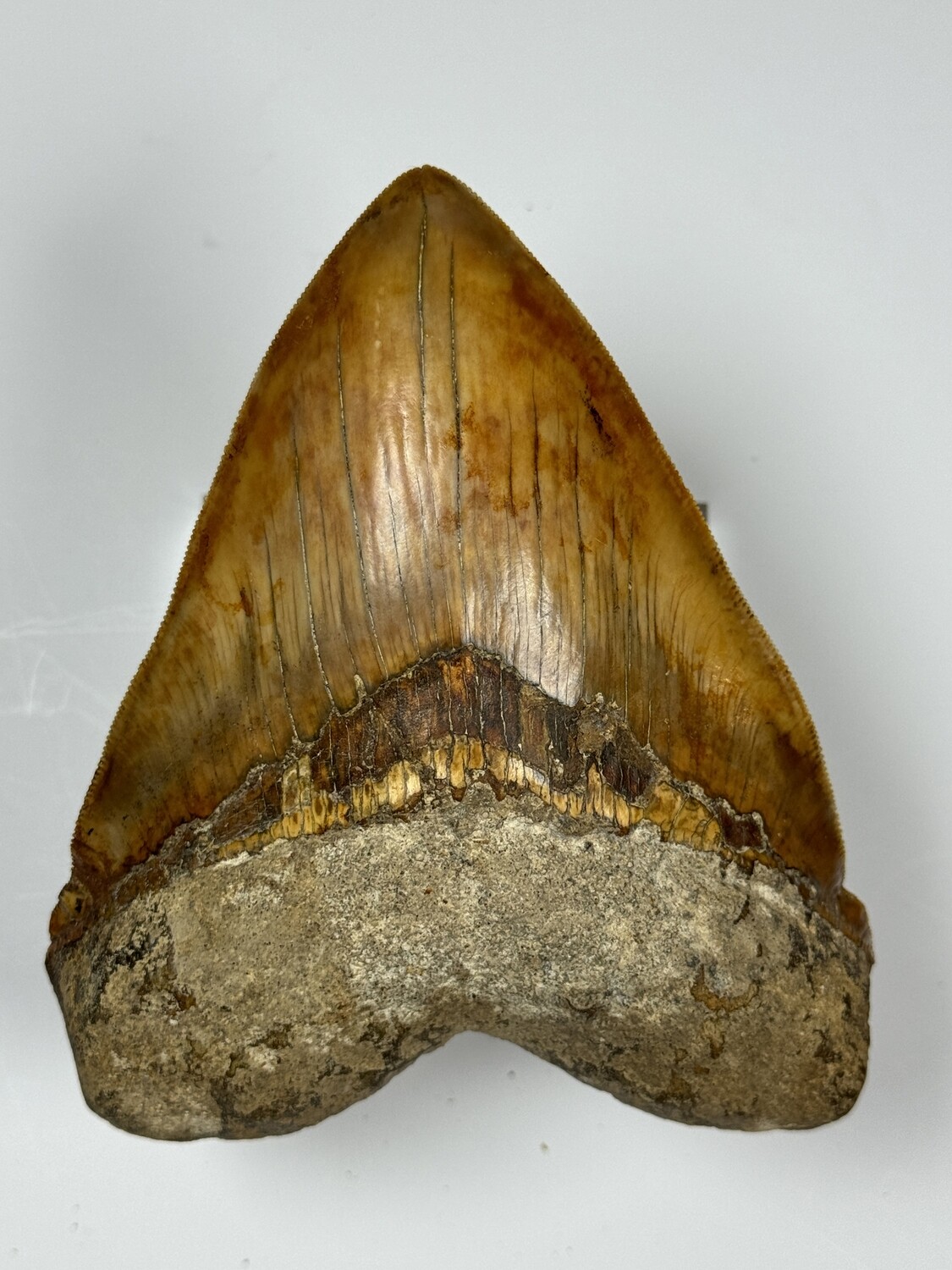 ​5.423” Near Flawless huge Megalodon tooth fossil