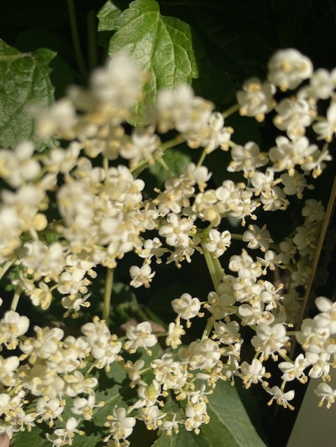 Holunderblüte Organic Essence 100ml