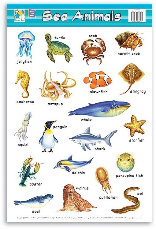 Chart- Sea Animals