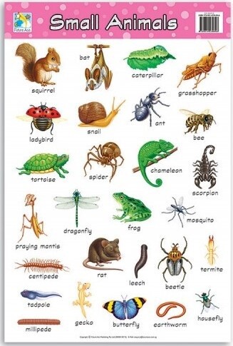 Chart- Small Animals