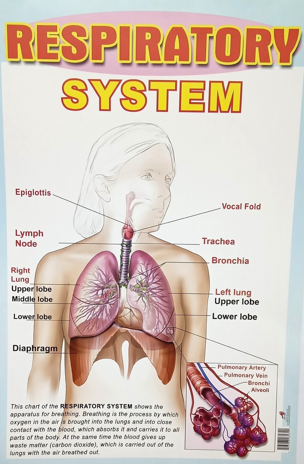 Chart- Respiratory System