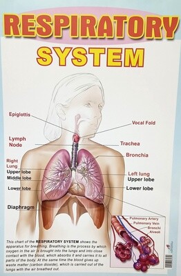 Chart- Respiratory System