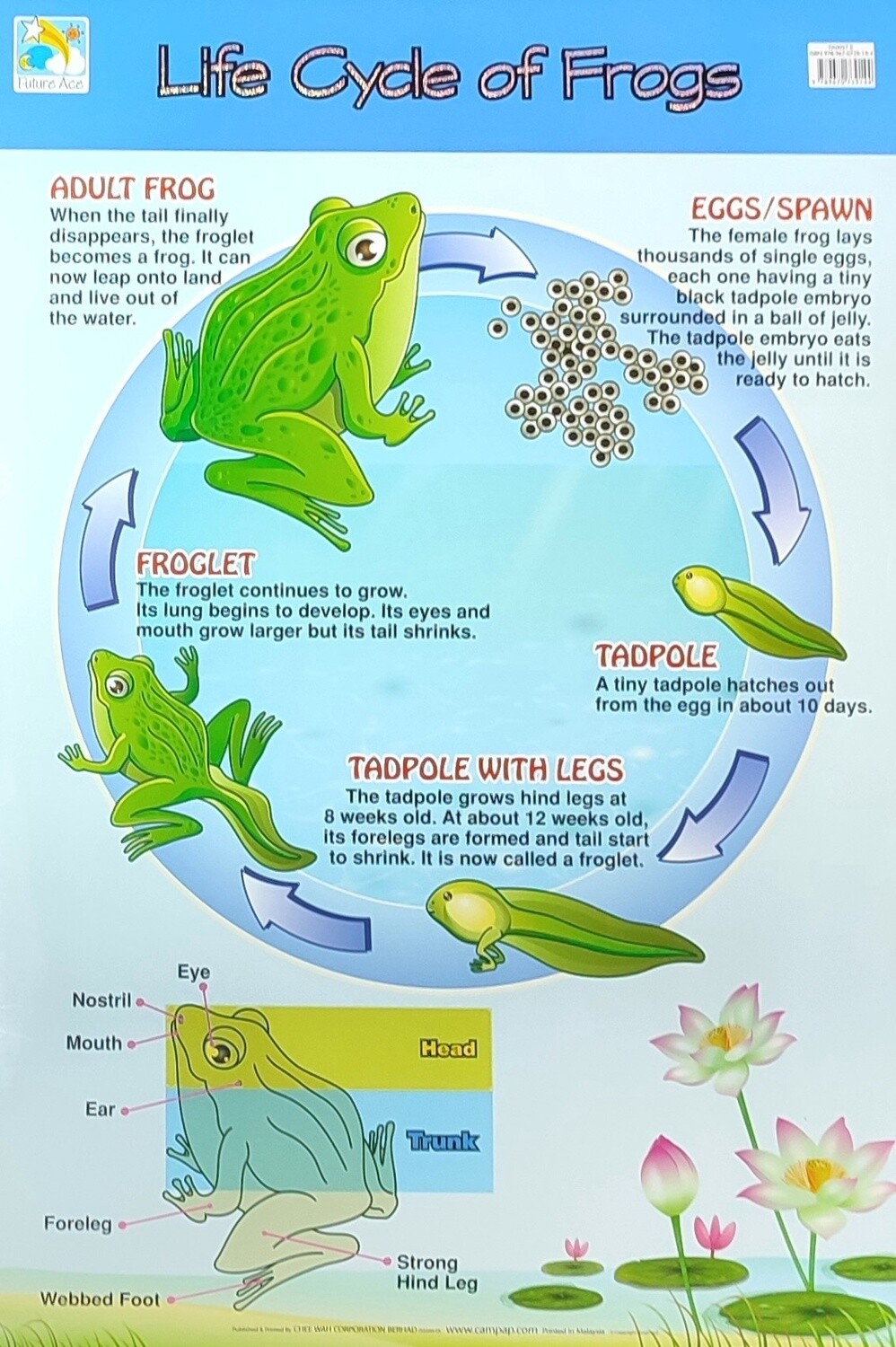 Chart- Life Cycle of Frogs