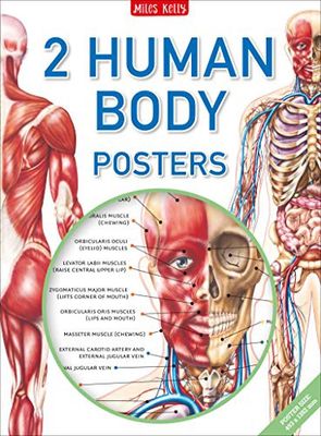 Human Body Posters