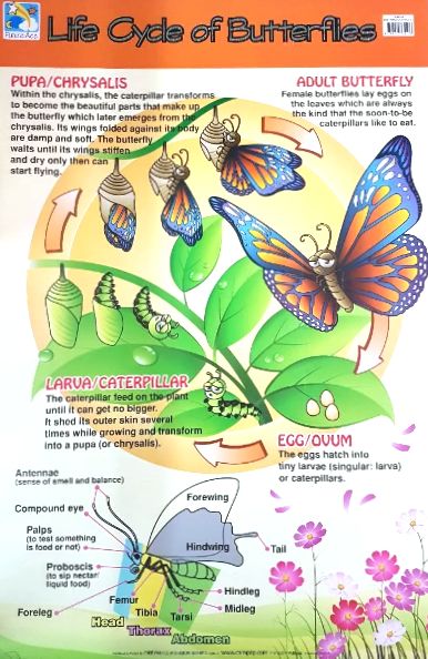 Chart- Life Cycle of Butterflies