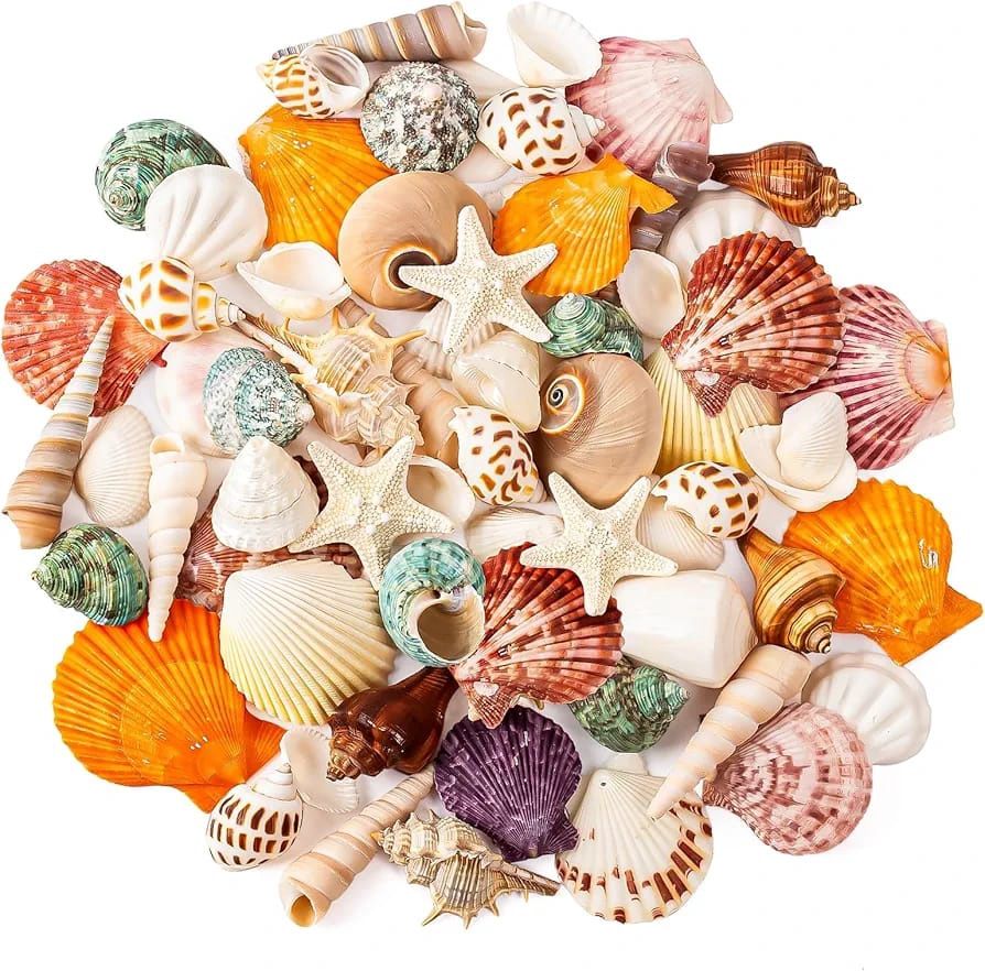 Craft Sea Shells in Pack