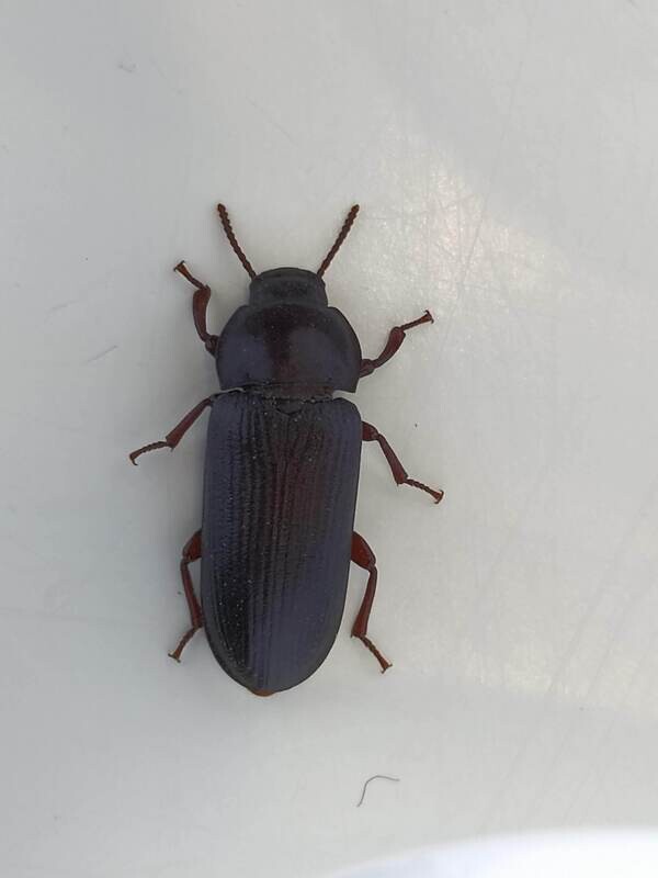 ფეტვის ხოჭო (10 ცალი)