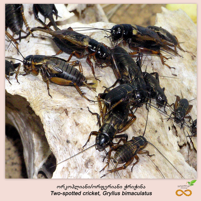 ორფერიანი ჭრიჭინა (Gryllus bimaculatus) 10 ცალი