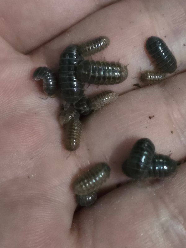 იზოპოდები (Armadillidium sp) 20 ცალი