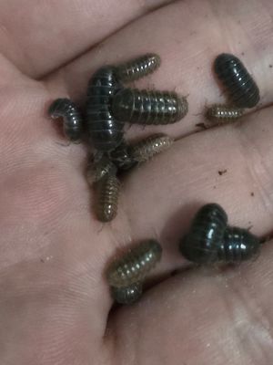 იზოპოდები (Armadillidium sp) 20 ცალი