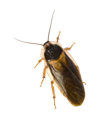 დუბია ზრდასრული მამრი 10 ც