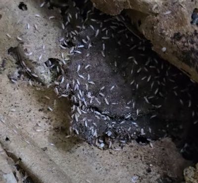 თეთრი კოლემბოლები, 50 ც