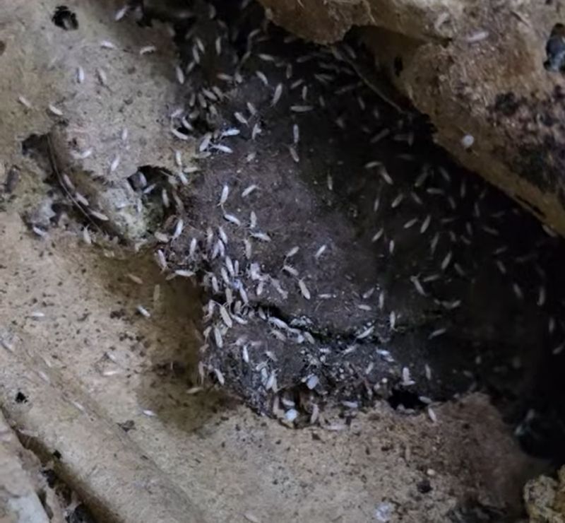 თეთრი კოლემბოლები, 50 ც