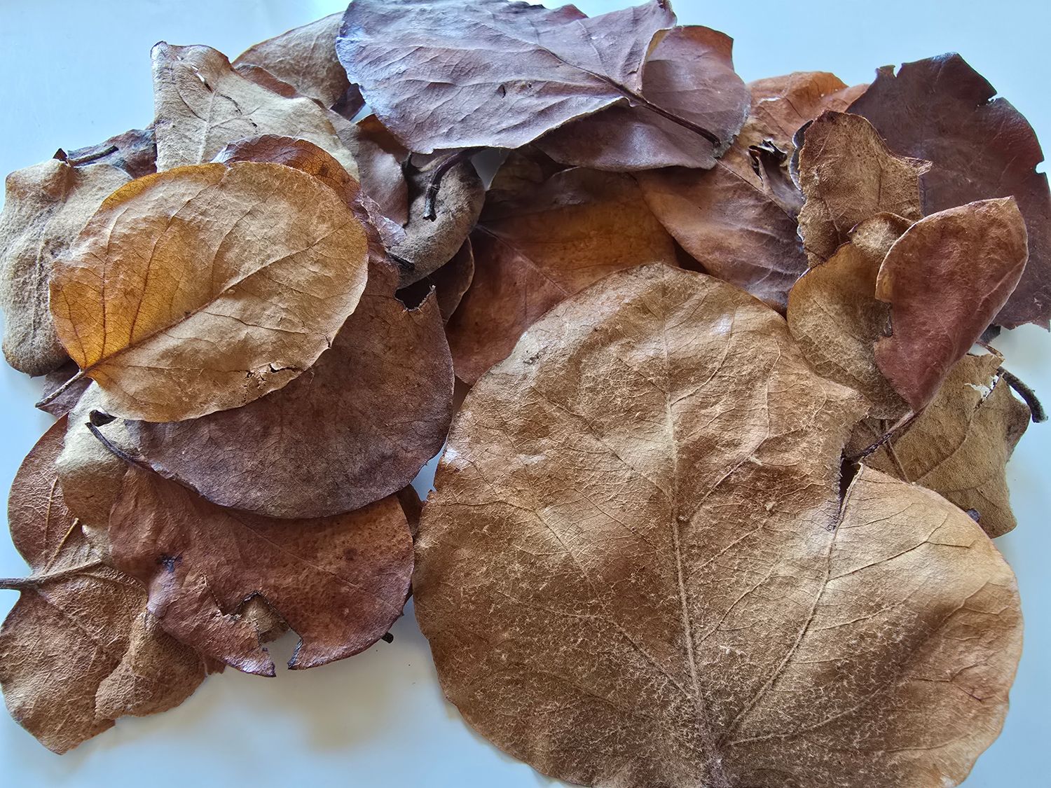 კომშის ფოთლები (Quince Leaves)