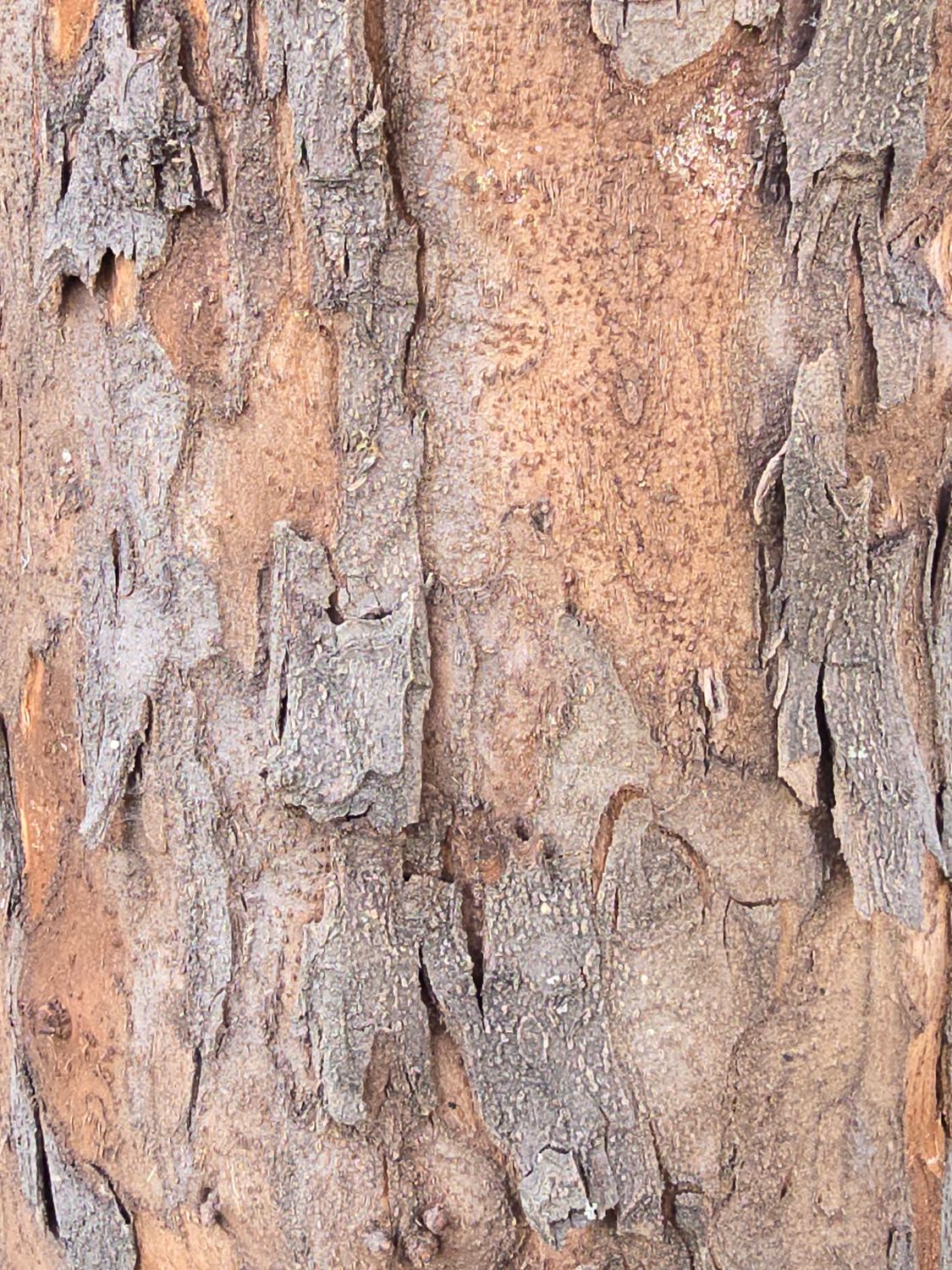 კომშის ქერქი (Quince Bark)